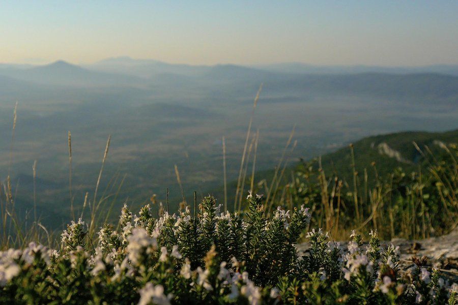 Flora i fauna